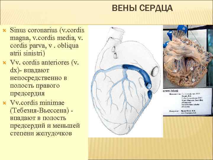 ВЕНЫ СЕРДЦА Sinus coronarius (v. cordis magna, v. cordis media, v. cordis parva, v.