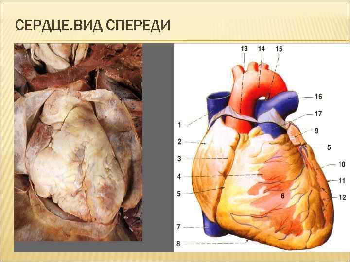 СЕРДЦЕ. ВИД СПЕРЕДИ 