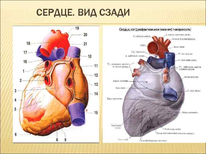 Наружное сердце. Строение сердца вид спереди и сзади. Внешнее строение сердца вид сзади. Строение сердца человека сзади. Наружное строение сердца вид сзади.