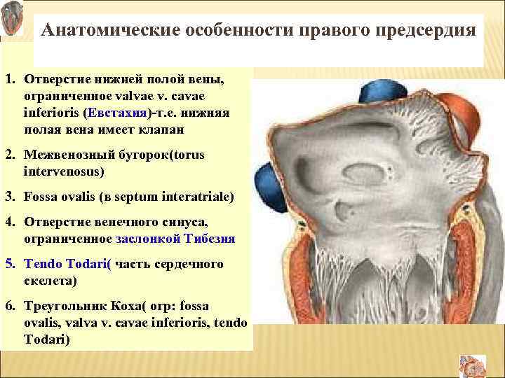 Анатомические особенности правого предсердия 1. Отверстие нижней полой вены, ограниченное valvae v. cavae inferioris