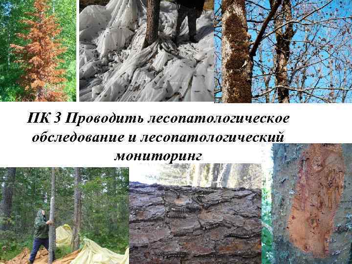 ПК 3 Проводить лесопатологическое обследование и лесопатологический мониторинг 