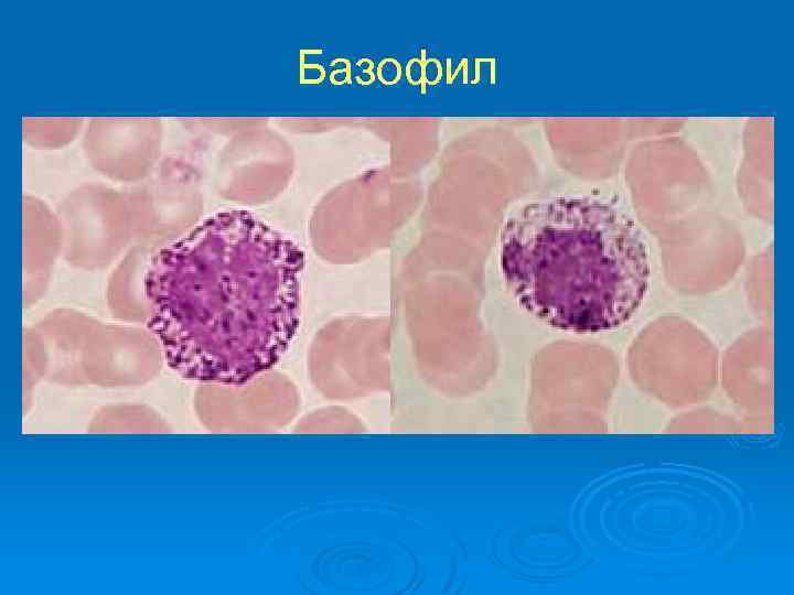 Базофил 