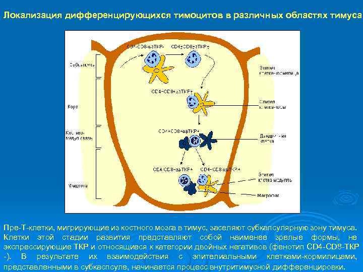 Локализация дифференцирующихся тимоцитов в различных областях тимуса. Пре Т клетки, мигрирующие из костного мозга