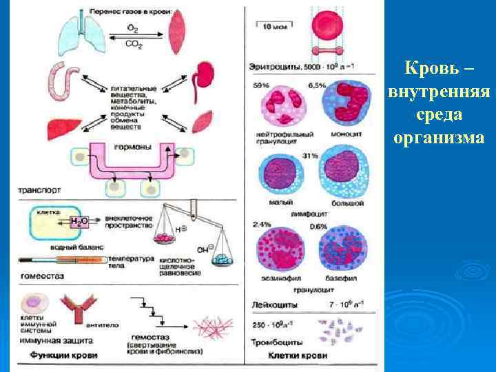 Кровь – внутренняя среда организма Функции крови: - Транспортная - Гомеостаз - Гемостаз -