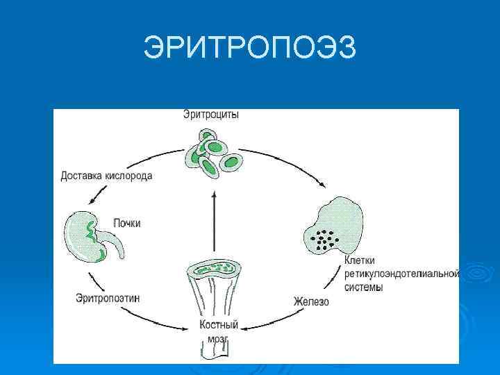 ЭРИТРОПОЭЗ 