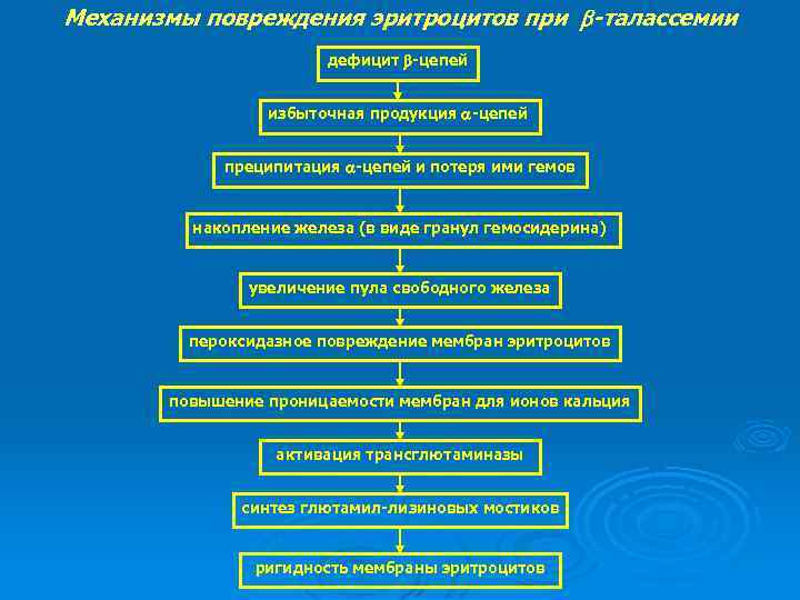 Механизмы повреждения эритроцитов при -талассемии дефицит -цепей избыточная продукция -цепей преципитация -цепей и потеря