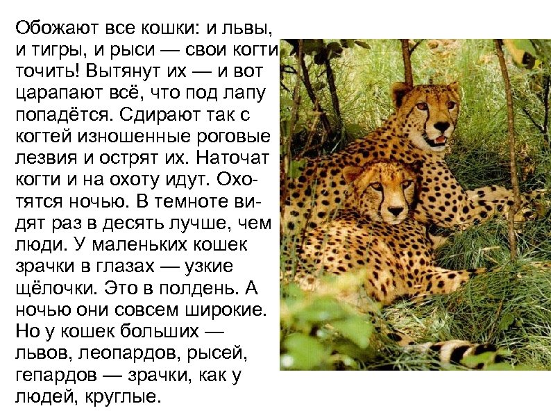 Обожают все кошки: и львы, и тигры, и рыси — свои когти точить! Вытянут