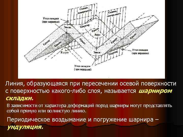 Линия, образующаяся при пересечении осевой поверхности с поверхностью какого-либо слоя, называется шарниром складки. В