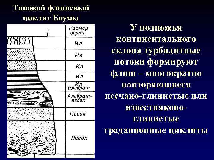 Типовой флишевый циклит Боумы У подножья континентального склона турбидитные потоки формируют флиш – многократно