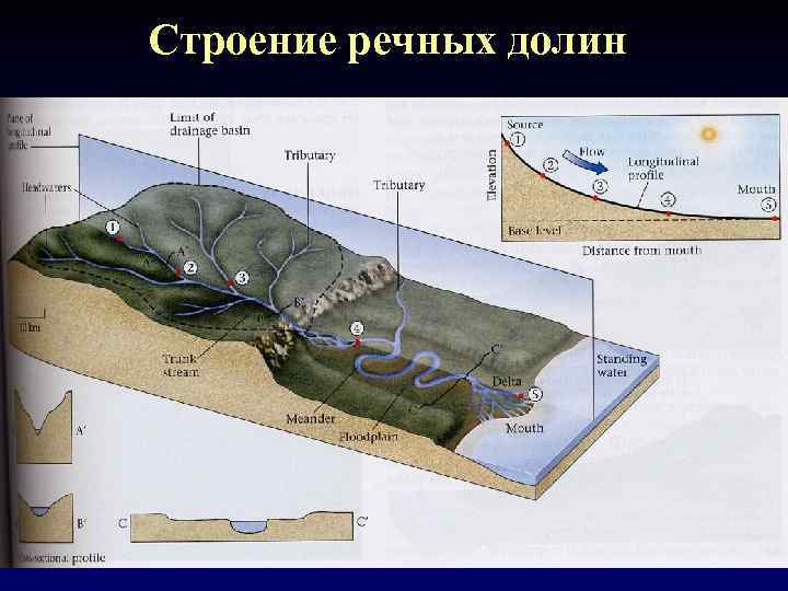 Деятельность рек. Геологическая деятельность рек. Строение речных Долин. Строение реки Геология. Строение Речной Долины. Строение речных Долин.