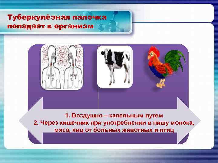 Туберкулёзная палочка попадает в организм 1. Воздушно – капельным путем 2. Через кишечник при