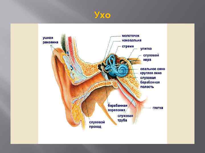 Орган слуха 4 класс. Анализатор слуха строение орган равновесия. Строение органа слуха. Орган слуха и равновесия ухо.