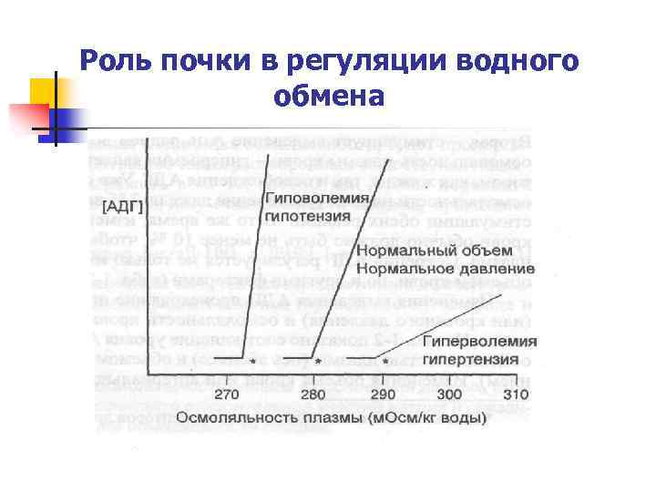 Роль почки в регуляции водного обмена 