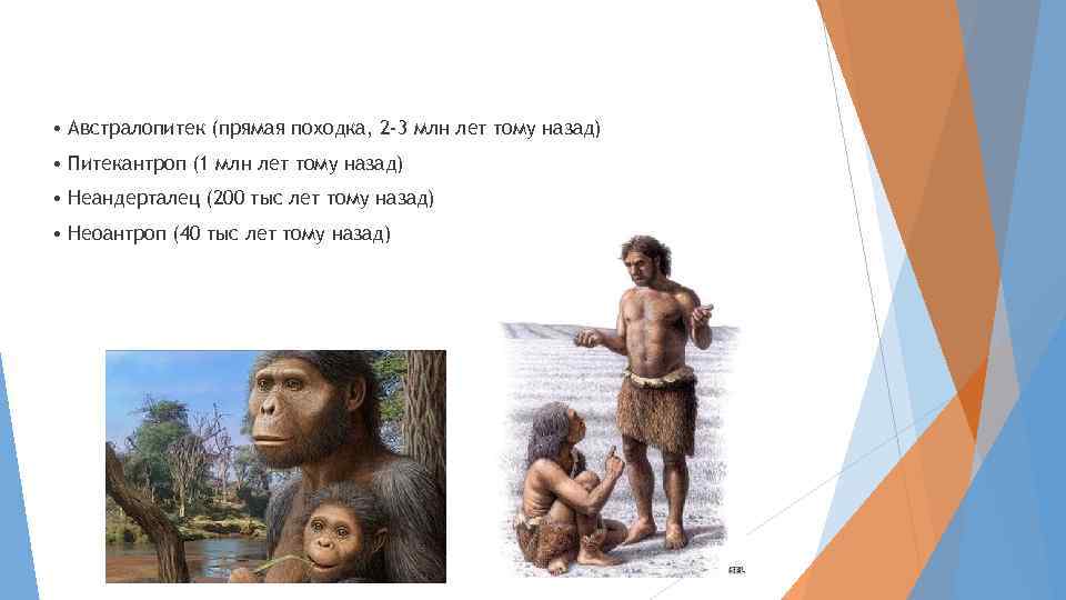  • Австралопитек (прямая походка, 2 -3 млн лет тому назад) • Питекантроп (1
