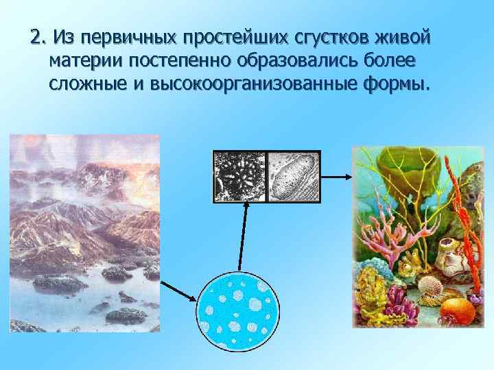 2. Из первичных простейших сгустков живой материи постепенно образовались более сложные и высокоорганизованные формы.