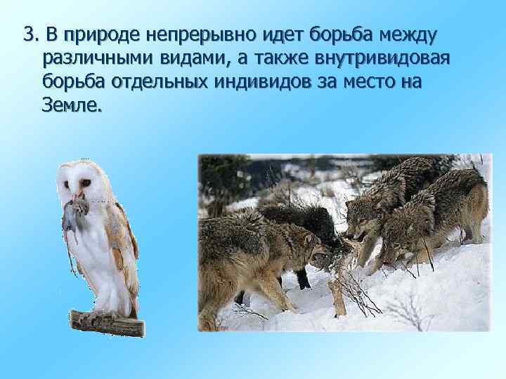3. В природе непрерывно идет борьба между различными видами, а также внутривидовая борьба отдельных