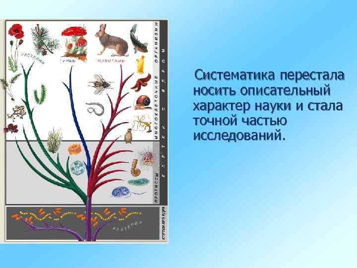 Систематика перестала носить описательный характер науки и стала точной частью исследований. 