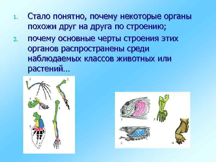 1. 2. Стало понятно, почему некоторые органы похожи друг на друга по строению; почему