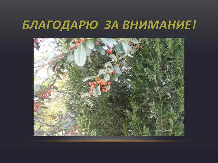 БЛАГОДАРЮ ЗА ВНИМАНИЕ! 