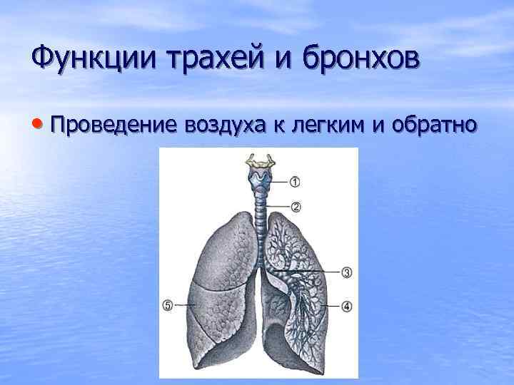 Функции трахей и бронхов • Проведение воздуха к легким и обратно 