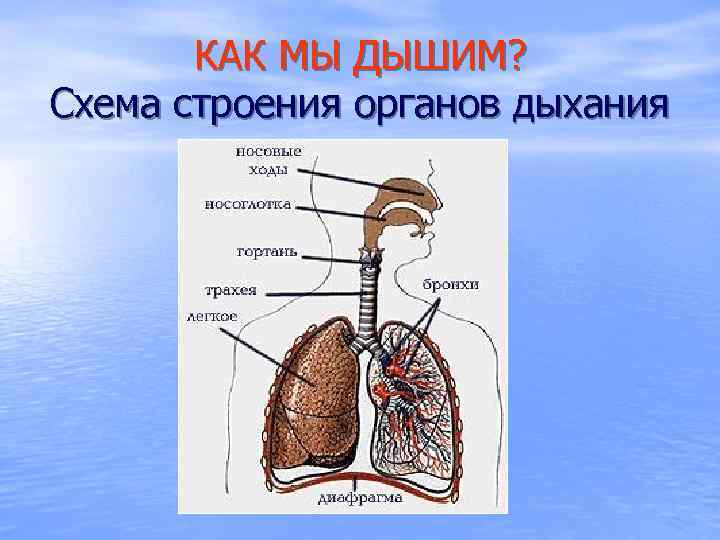 КАК МЫ ДЫШИМ? Схема строения органов дыхания 