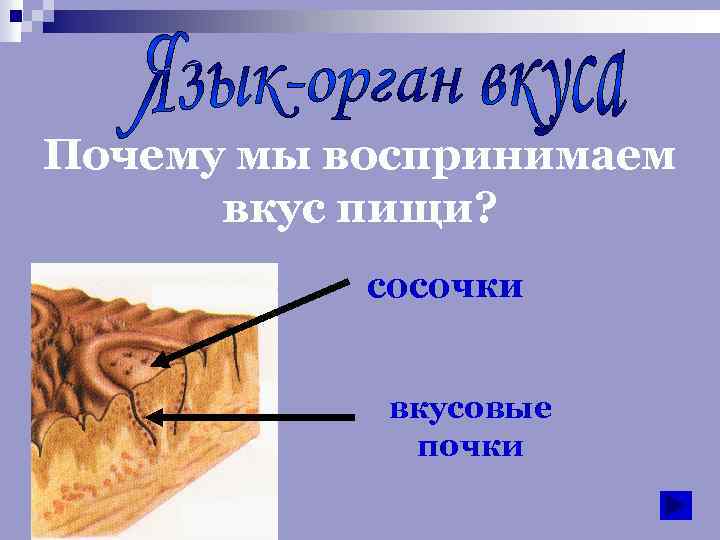 Почему мы воспринимаем вкус пищи? сосочки вкусовые почки 