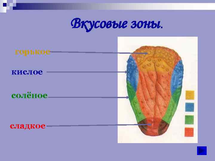 Вкусовые зоны. горькое кислое солёное сладкое 