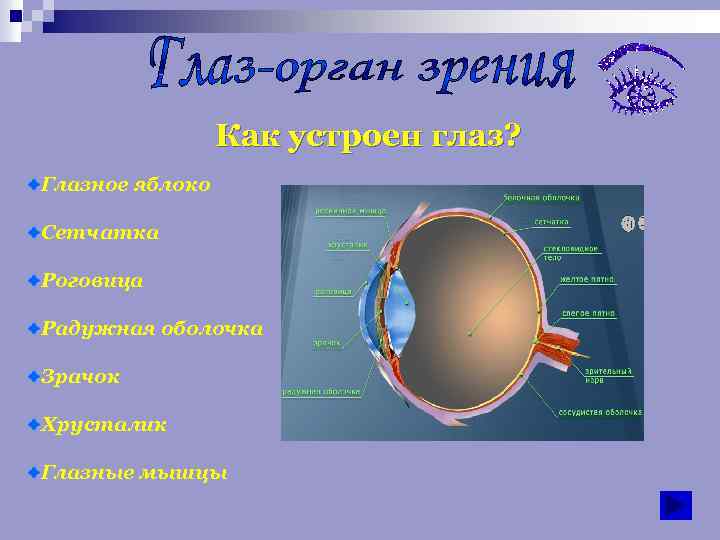 Цвет белочной оболочки. Как устроено зрение. Как работает глаз человека. Орган зрения окружающий мир. Орган зрения 4 класс.