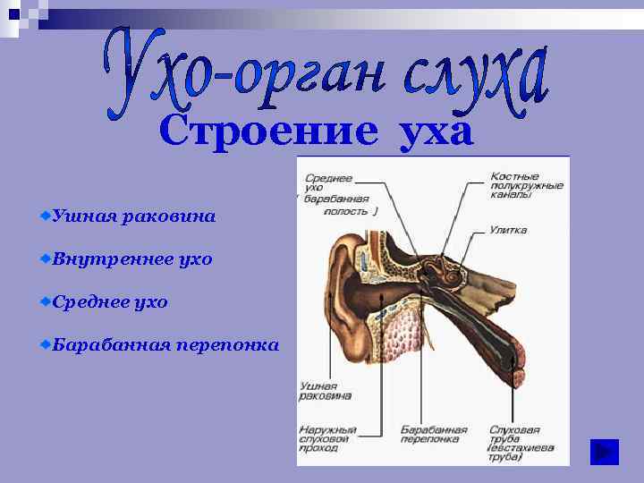 Строение уха Ушная раковина Внутреннее ухо Среднее ухо Барабанная перепонка 