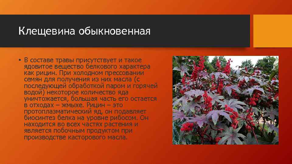 Клещевина обыкновенная • В составе травы присутствует и такое ядовитое вещество белкового характера как