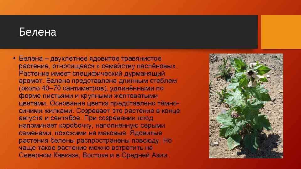 Белена • Белена – двухлетнее ядовитое травянистое растение, относящееся к семейству паслёновых. Растение имеет