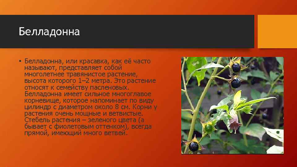 Как выглядит белладонна растение фото и описание