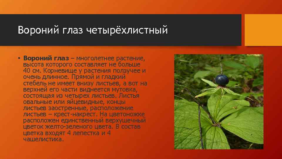 Вороний глаз четырёхлистный • Вороний глаз – многолетнее растение, высота которого составляет не больше
