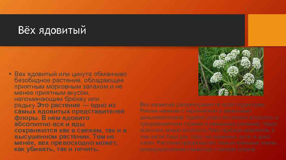 Вёх ядовитый • Вех ядовитый или цикута обманчиво безобидное растение, обладающее приятным морковным запахом