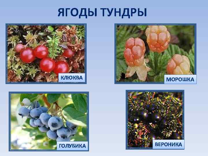 ЯГОДЫ ТУНДРЫ КЛЮКВА ГОЛУБИКА МОРОШКА ВЕРОНИКА 
