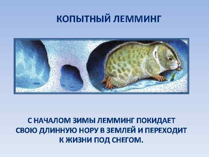 КОПЫТНЫЙ ЛЕММИНГ С НАЧАЛОМ ЗИМЫ ЛЕММИНГ ПОКИДАЕТ СВОЮ ДЛИННУЮ НОРУ В ЗЕМЛЕЙ И ПЕРЕХОДИТ