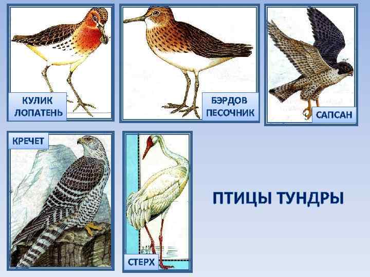 КУЛИК ЛОПАТЕНЬ БЭРДОВ ПЕСОЧНИК САПСАН КРЕЧЕТ ПТИЦЫ ТУНДРЫ СТЕРХ 
