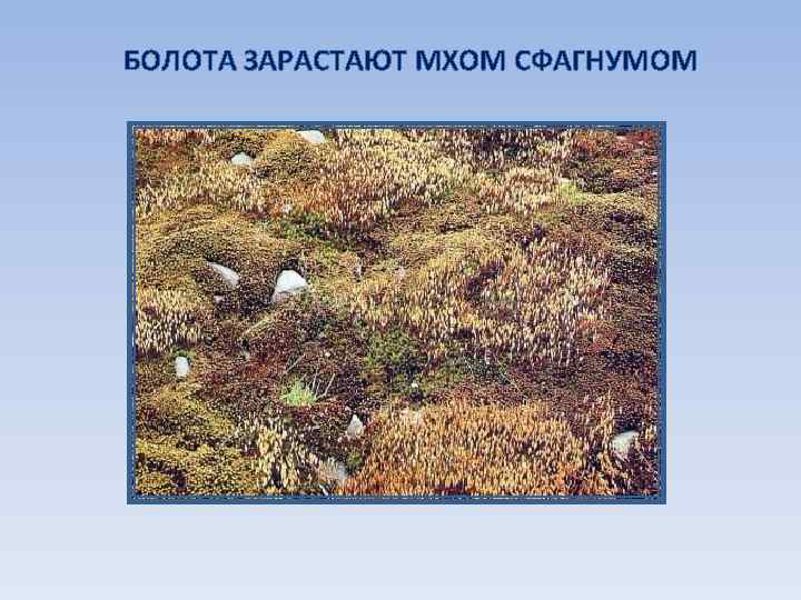 БОЛОТА ЗАРАСТАЮТ МХОМ СФАГНУМОМ 