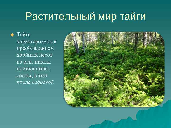 Растительный мир тайги u Тайга характеризуется преобладанием хвойных лесов из ели, пихты, лиственницы, сосны,