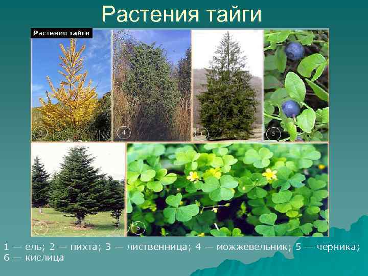 Растения тайги 1 — ель; 2 — пихта; 3 — лиственница; 4 — можжевельник;