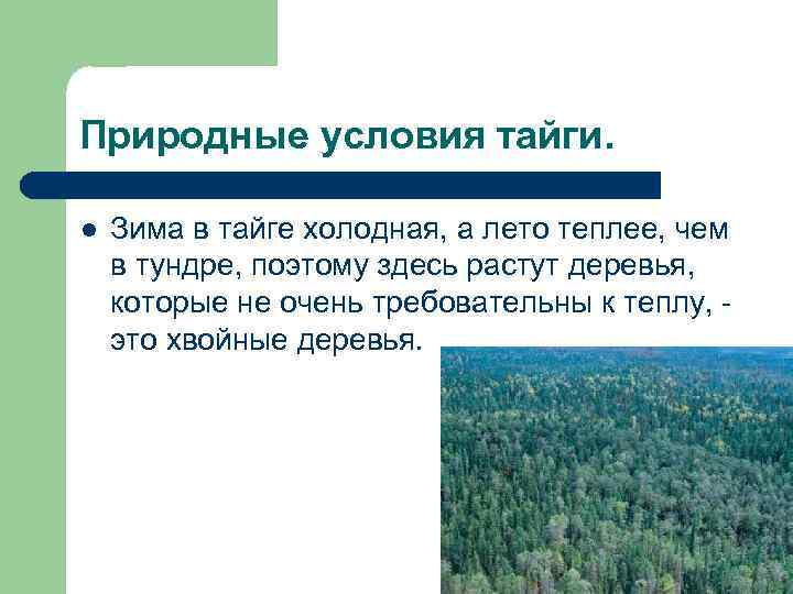 Природные условия тайги. l Зима в тайге холодная, а лето теплее, чем в тундре,