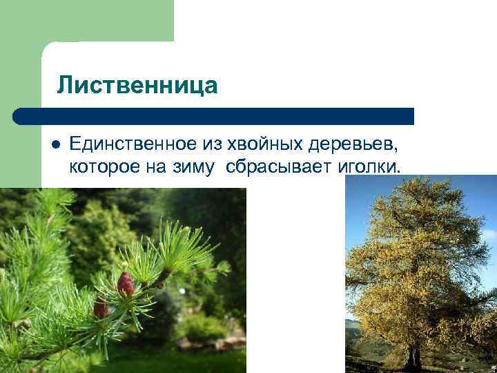 Лиственница l Единственное из хвойных деревьев, которое на зиму сбрасывает иголки. 