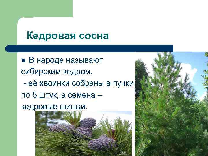 Кедровая сосна В народе называют сибирским кедром. - её хвоинки собраны в пучки по