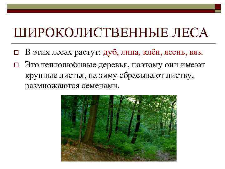 ШИРОКОЛИСТВЕННЫЕ ЛЕСА o o В этих лесах растут: дуб, липа, клён, ясень, вяз. Это