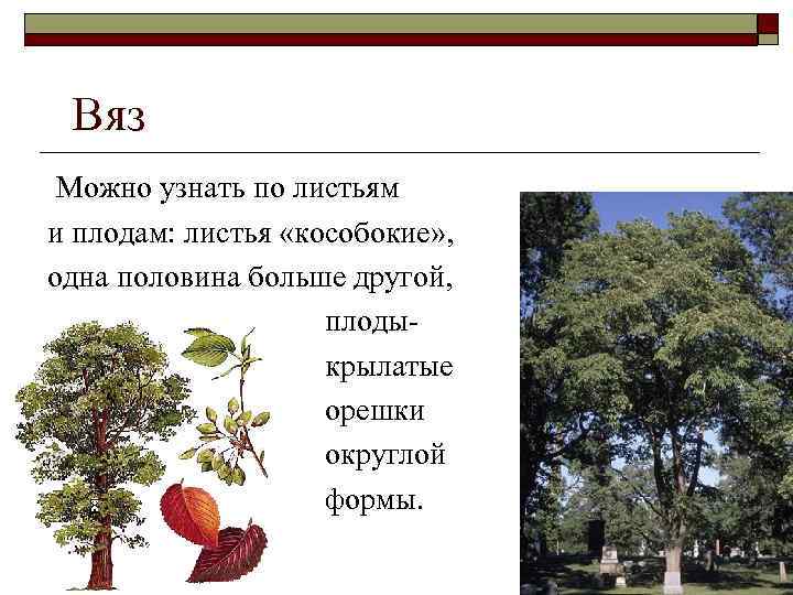 Вяз Можно узнать по листьям и плодам: листья «кособокие» , одна половина больше другой,