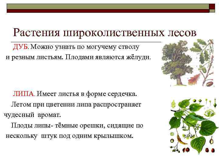 Растения широколиственных лесов ДУБ. Можно узнать по могучему стволу и резным листьям. Плодами являются