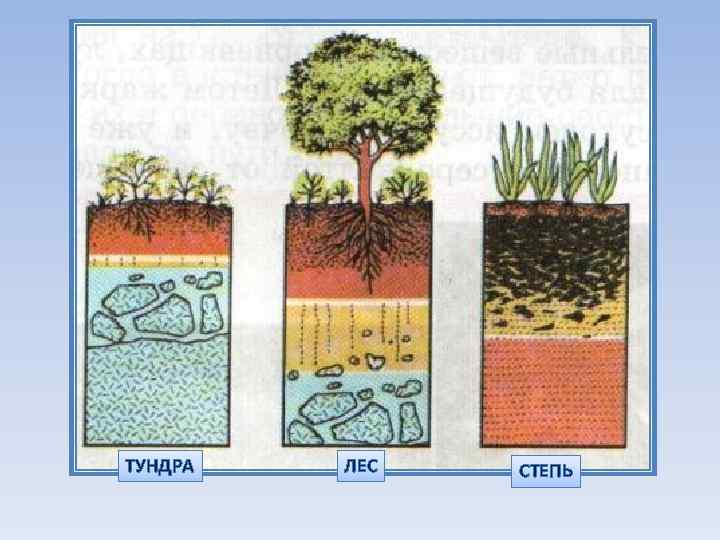 ТУНДРА ЛЕС СТЕПЬ 