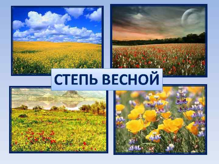 СТЕПЬ ВЕСНОЙ 