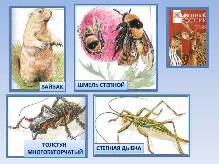 БАЙБАК ШМЕЛЬ СТЕПНОЙ ТОЛСТУН МНОГОБУГОРЧАТЫЙ СТЕПНАЯ ДЫБКА ТЮВИК 