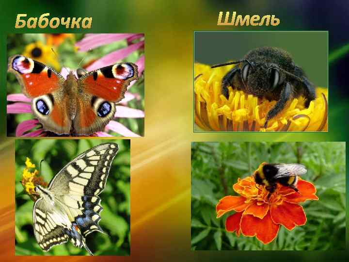 Бабочка Шмель 